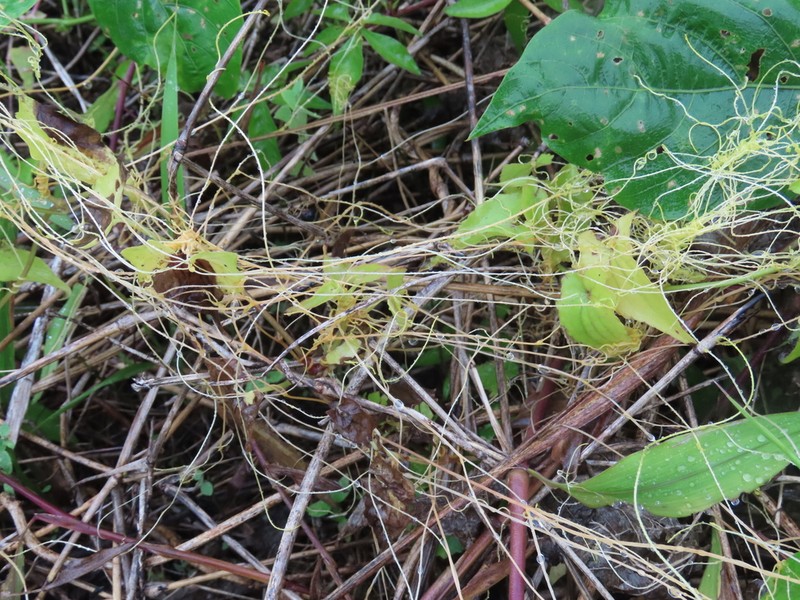 Cuscuta chinensis photo 7