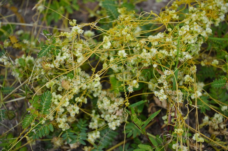 Cuscuta chinensis photo 8
