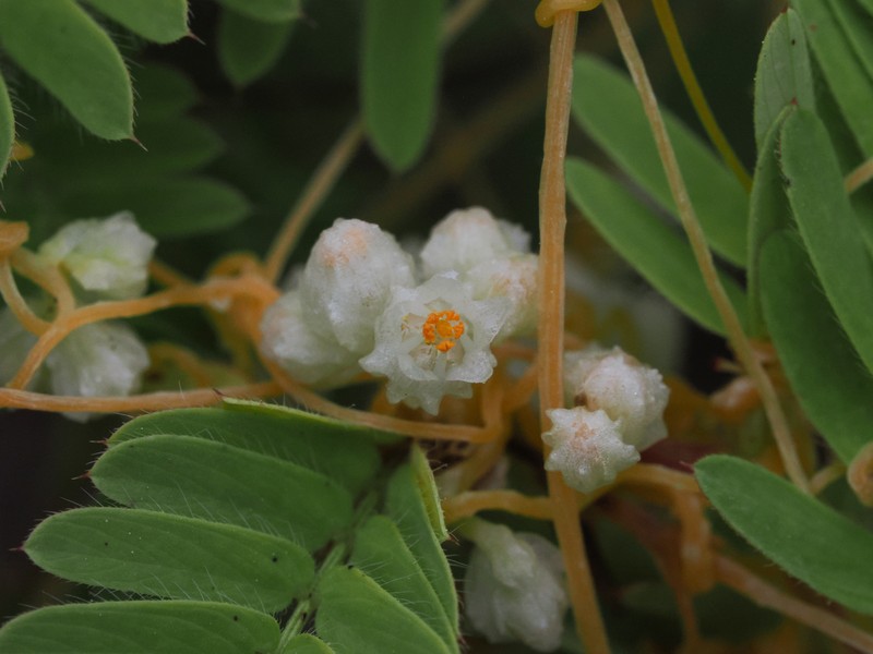 Gila River Dodder photo 4