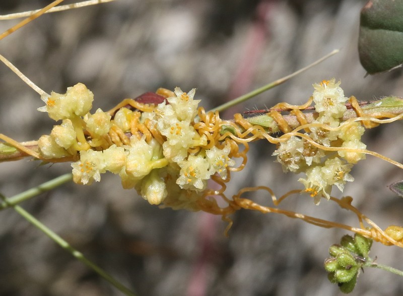 Gila River Dodder photo 7