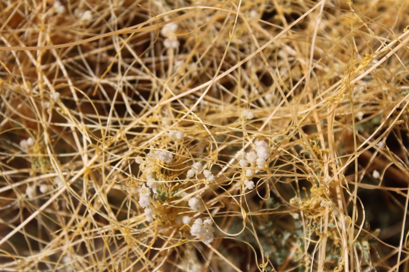 Gila River Dodder photo 8