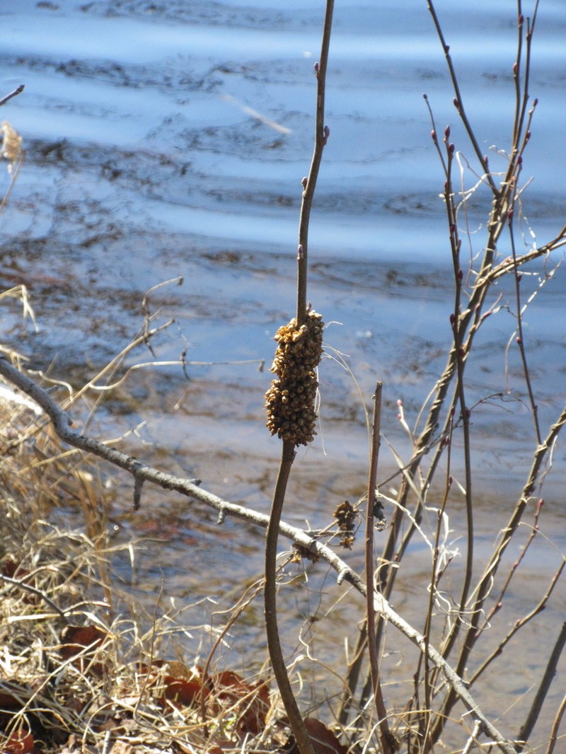 Compact Dodder