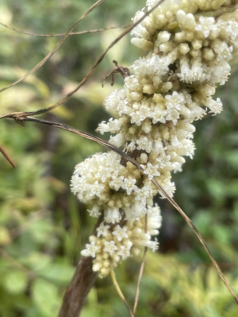 Compact Dodder photo 2