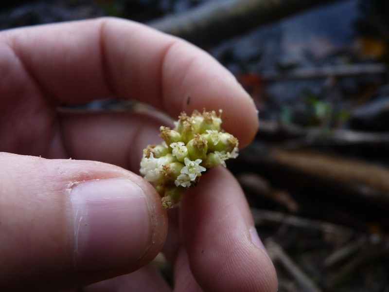 Compact Dodder photo 6