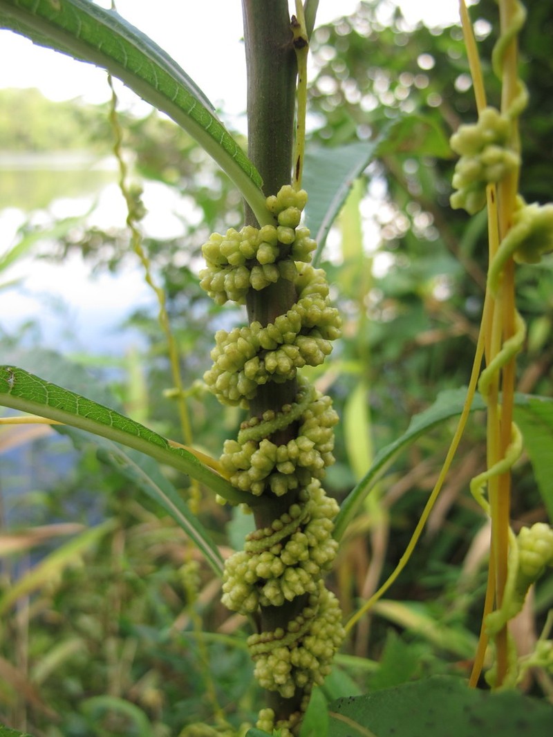 Compact Dodder photo 8