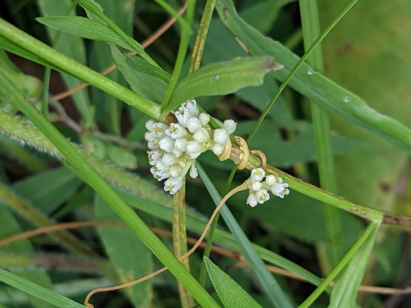 Hazel Dodder photo 2