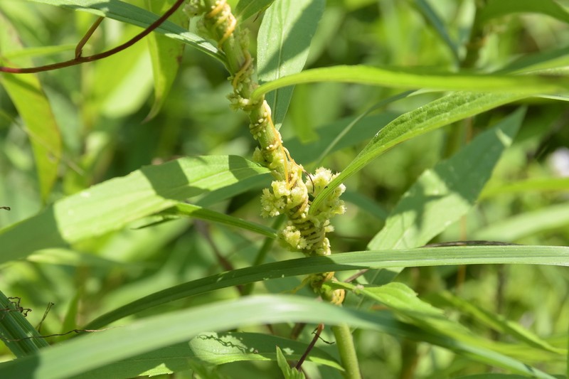 Hazel Dodder photo 3