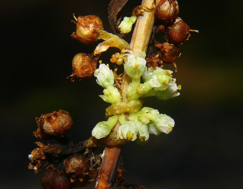 Hazel Dodder photo 4