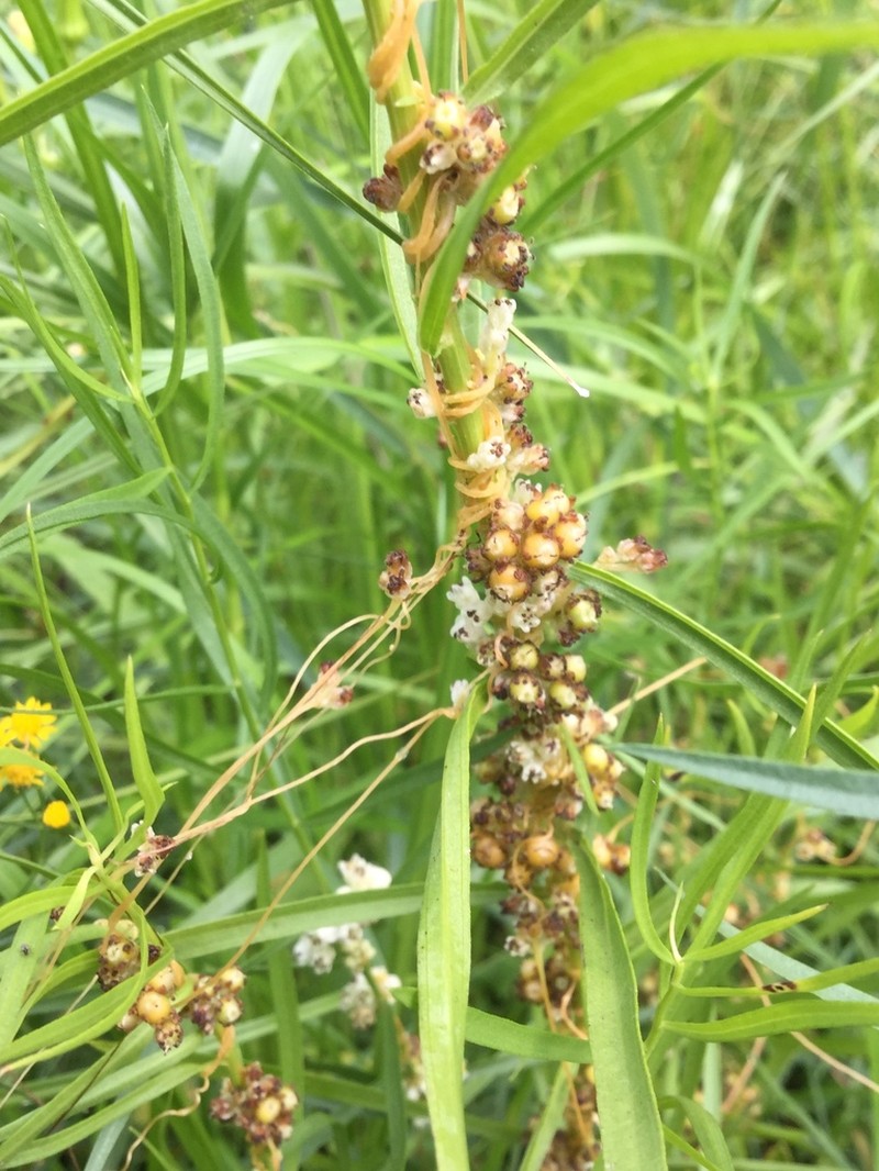 Hazel Dodder photo 5
