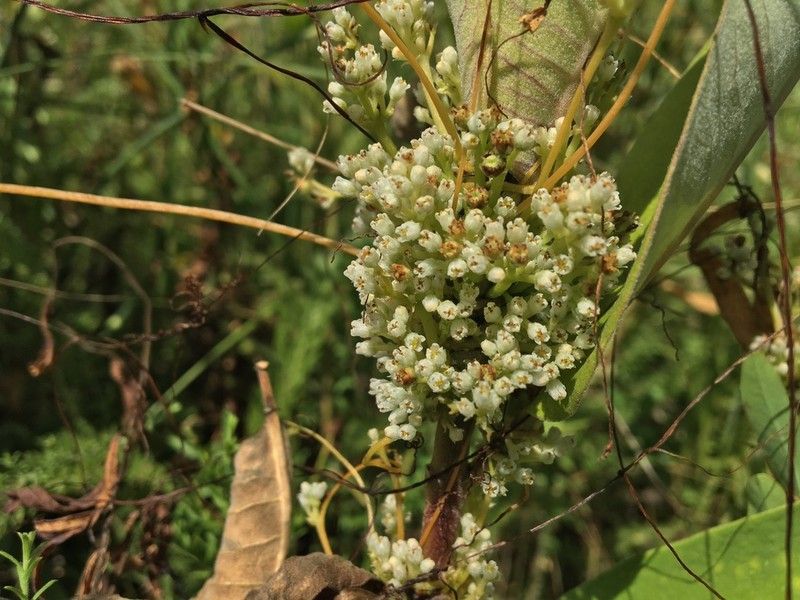 Hazel Dodder photo 6