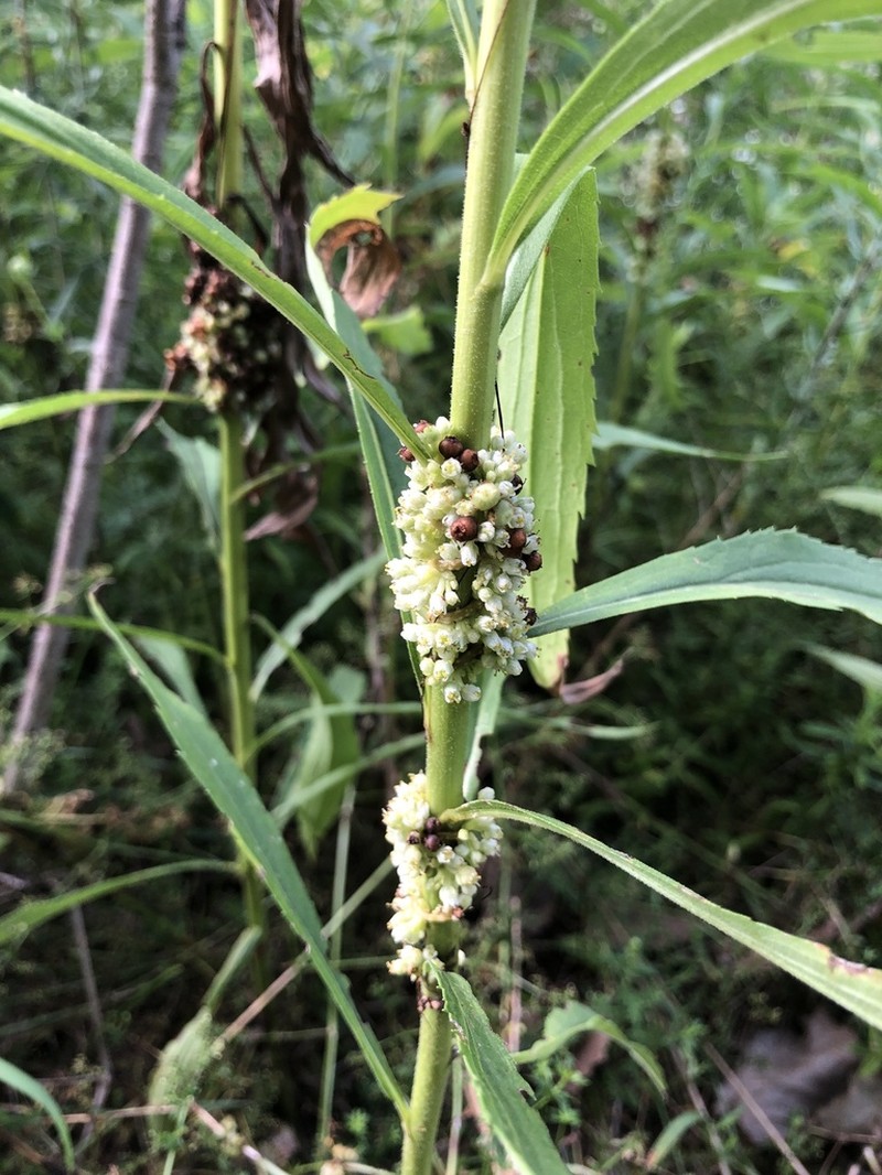 Hazel Dodder photo 7