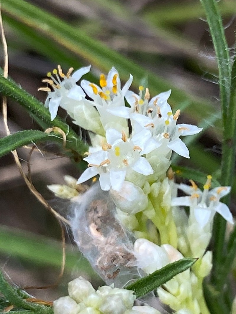 Cusp Dodder
