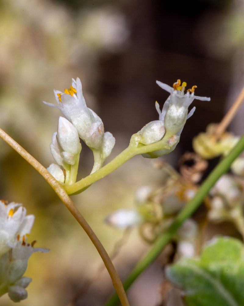 Cusp Dodder photo 2