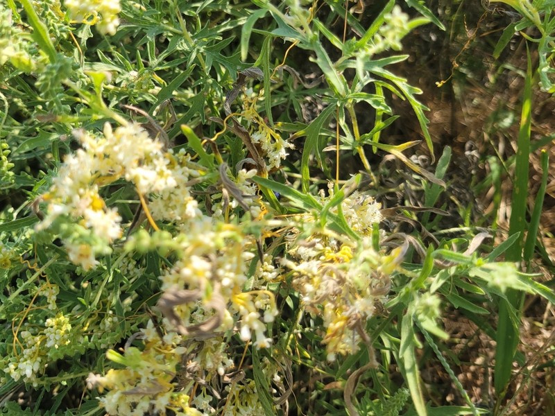 Cusp Dodder photo 3