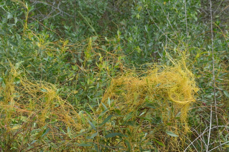 Cusp Dodder photo 4