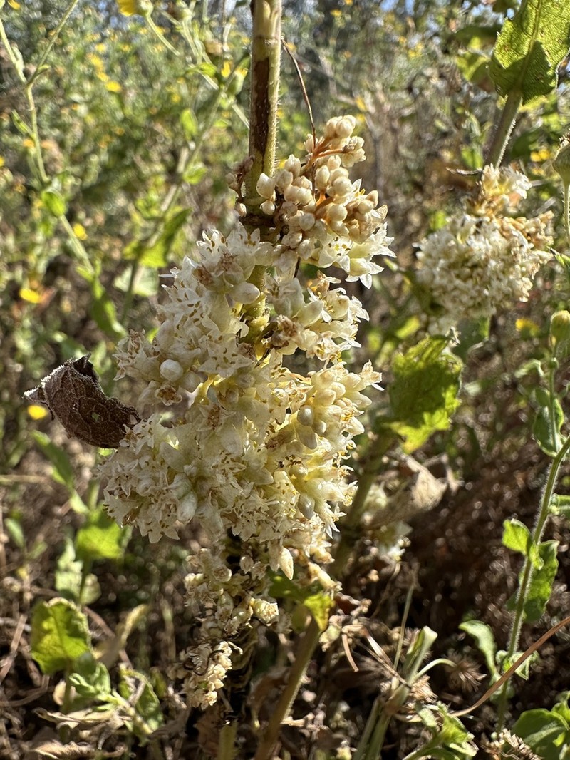 Cusp Dodder photo 5