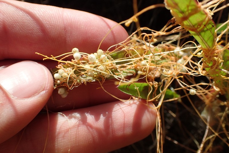 Cusp Dodder photo 6