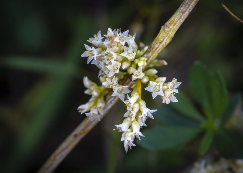 Cusp Dodder photo 7