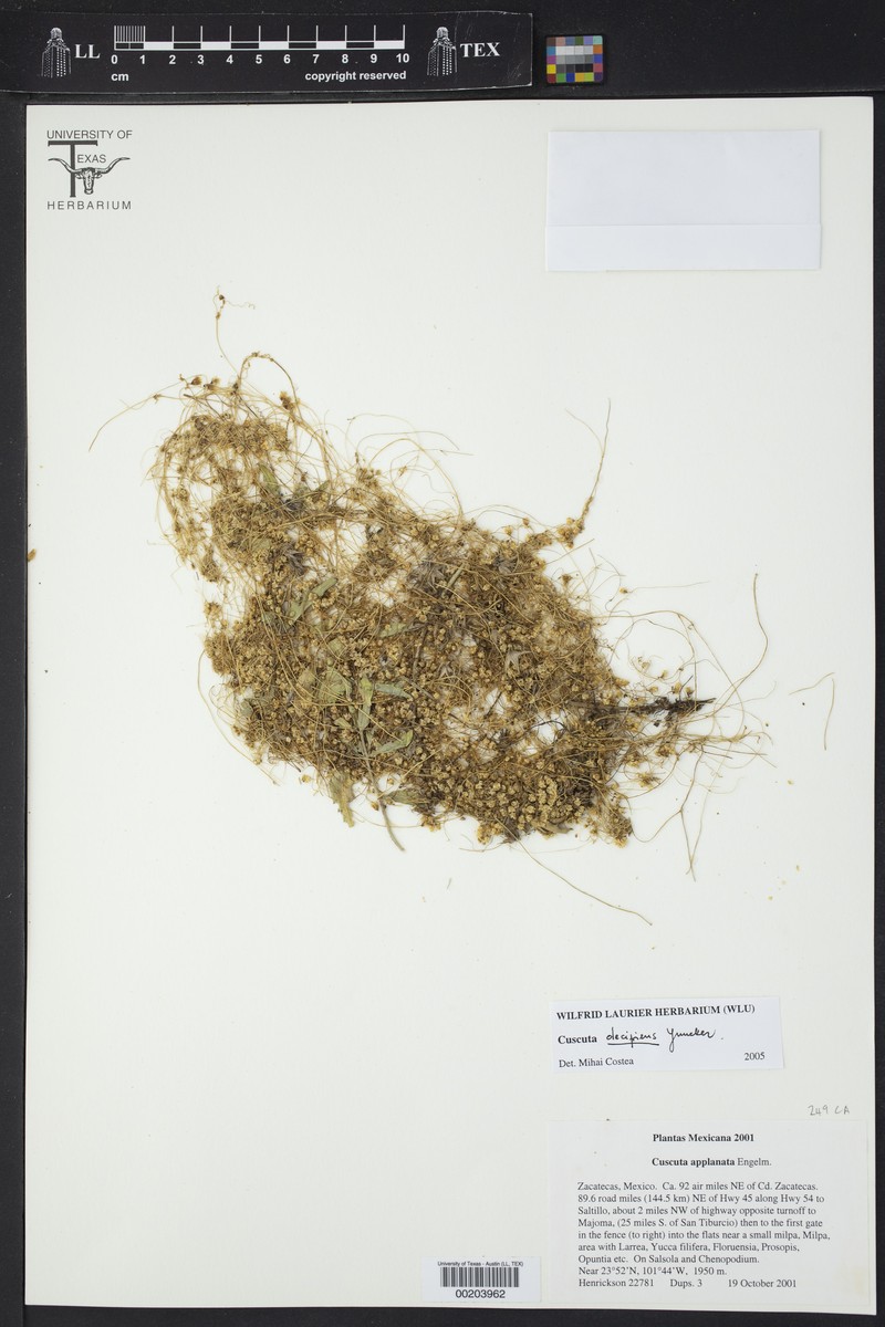 Trans-Pecos Dodder