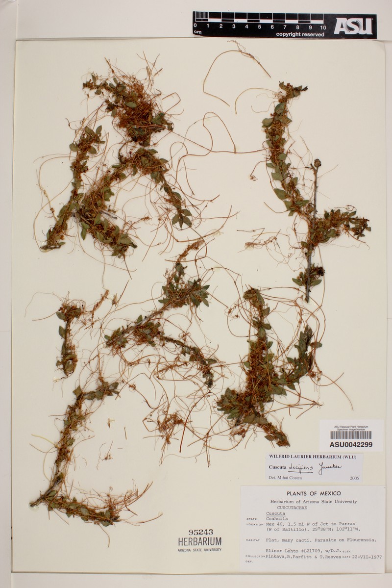 Trans-Pecos Dodder photo 2