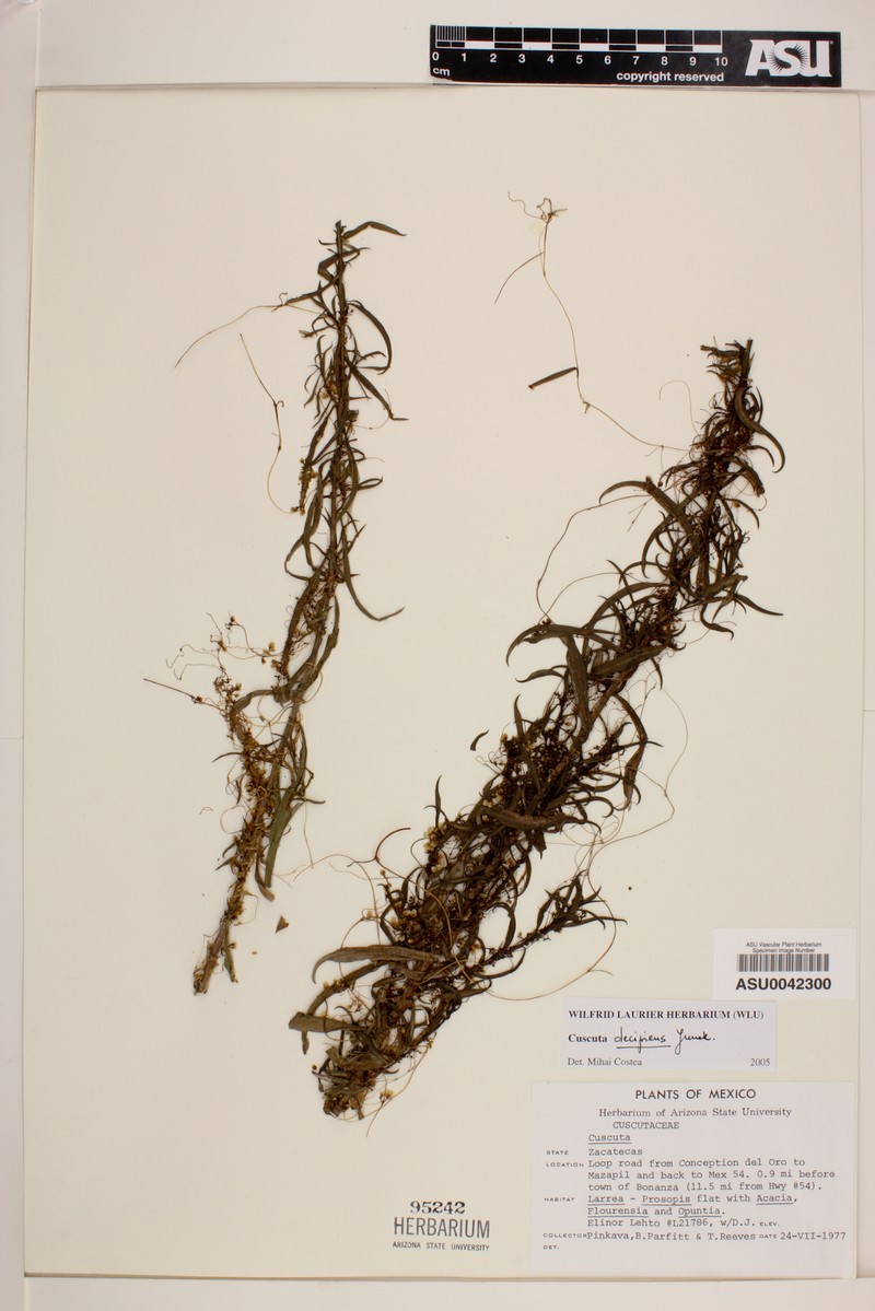 Trans-Pecos Dodder photo 3