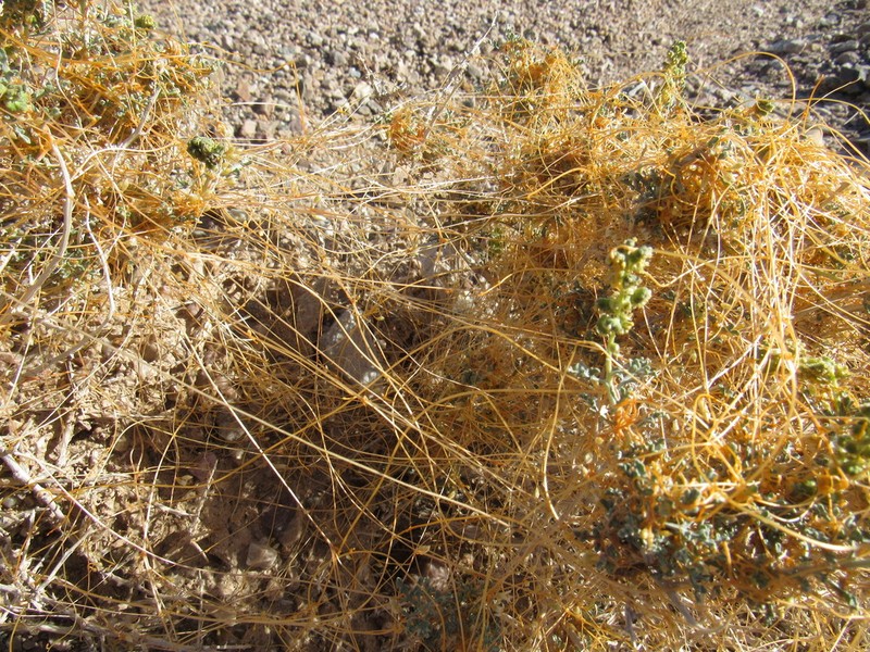 Desert Dodder