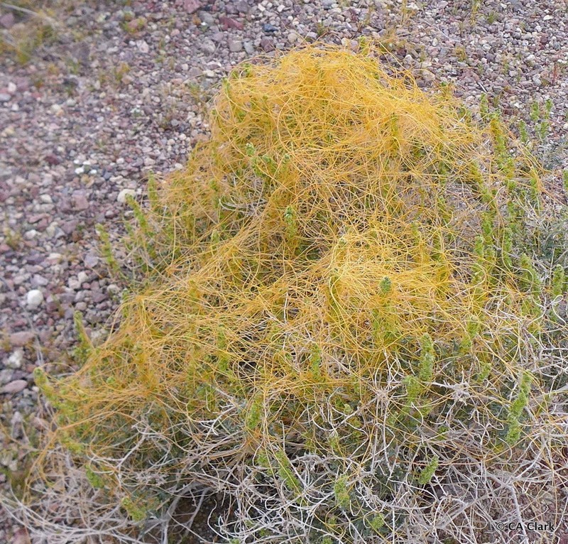 Desert Dodder photo 2