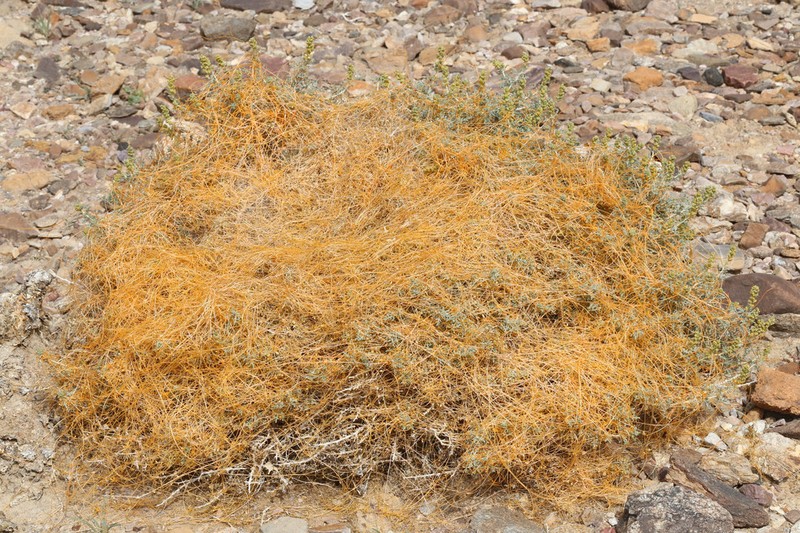 Desert Dodder photo 3
