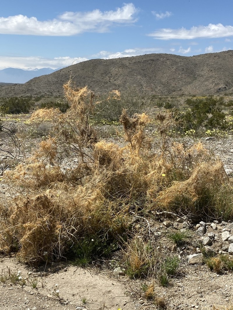 Desert Dodder photo 4