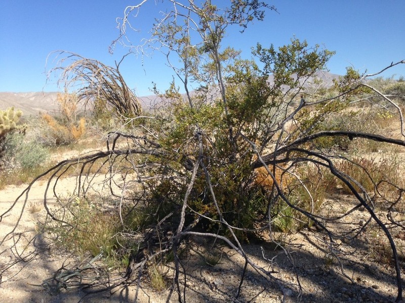 Desert Dodder photo 5