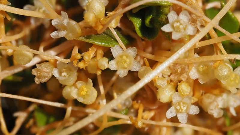 Desert Dodder photo 6