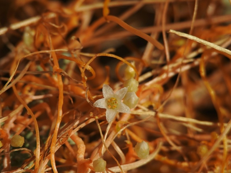 Desert Dodder photo 7