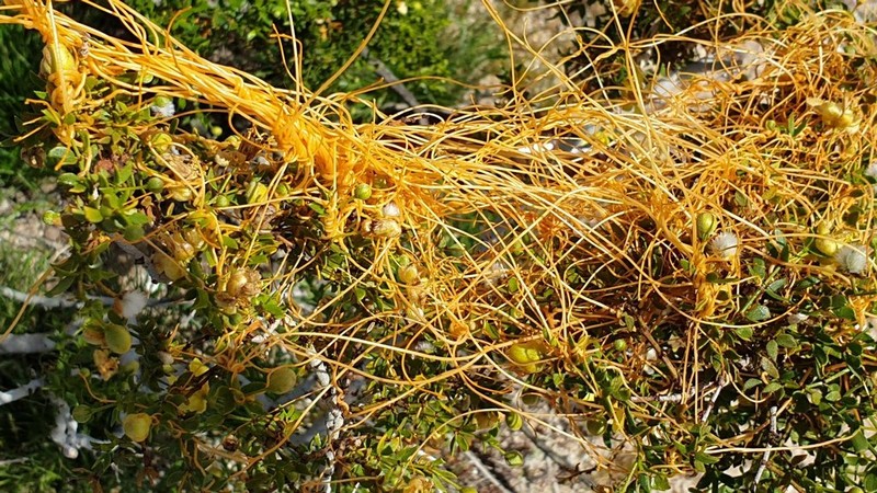 Desert Dodder photo 8