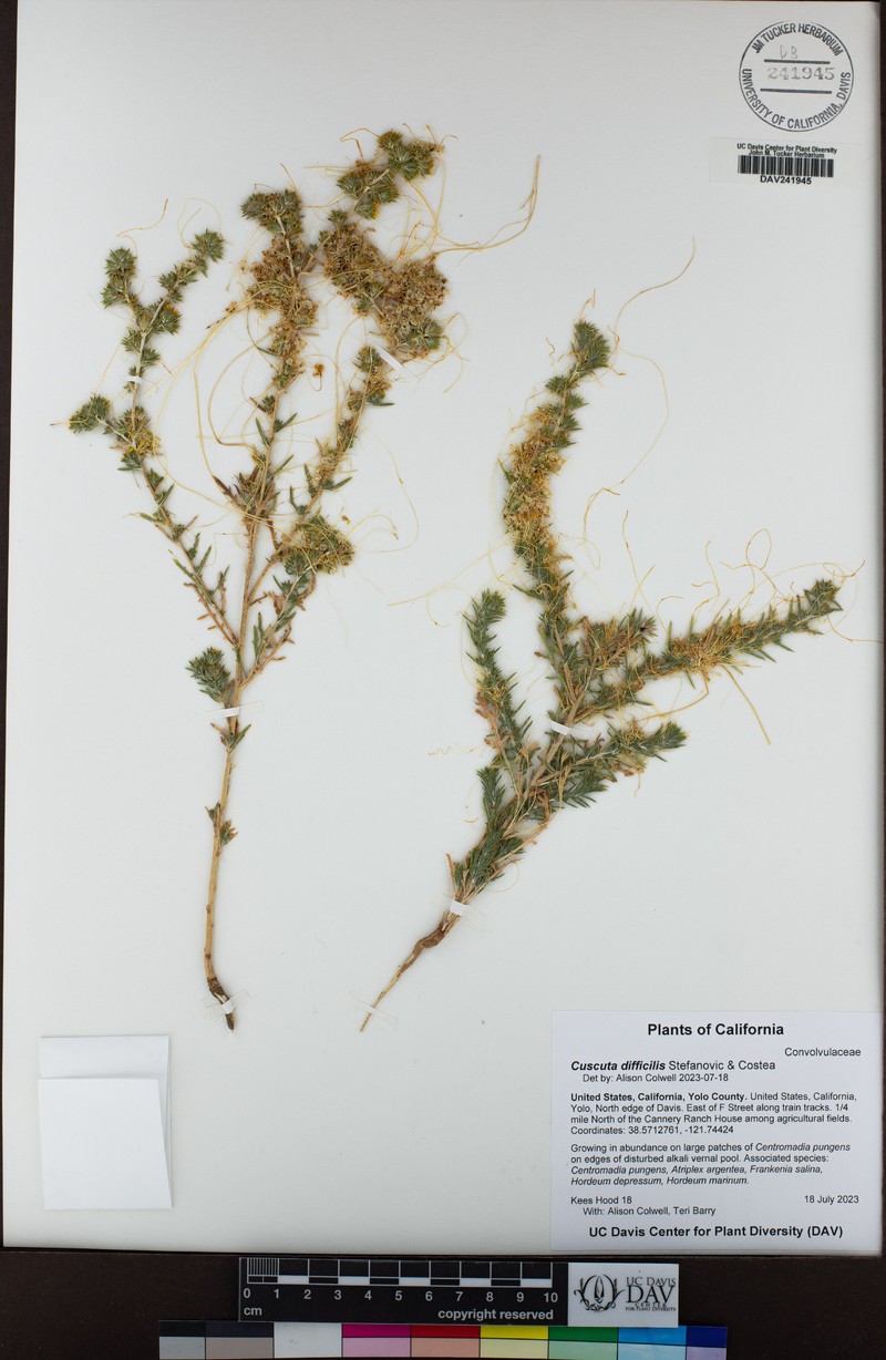 Cuscuta difficilis photo 2