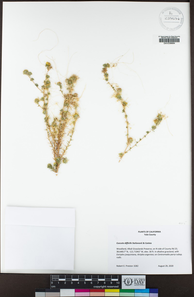 Cuscuta difficilis photo 3