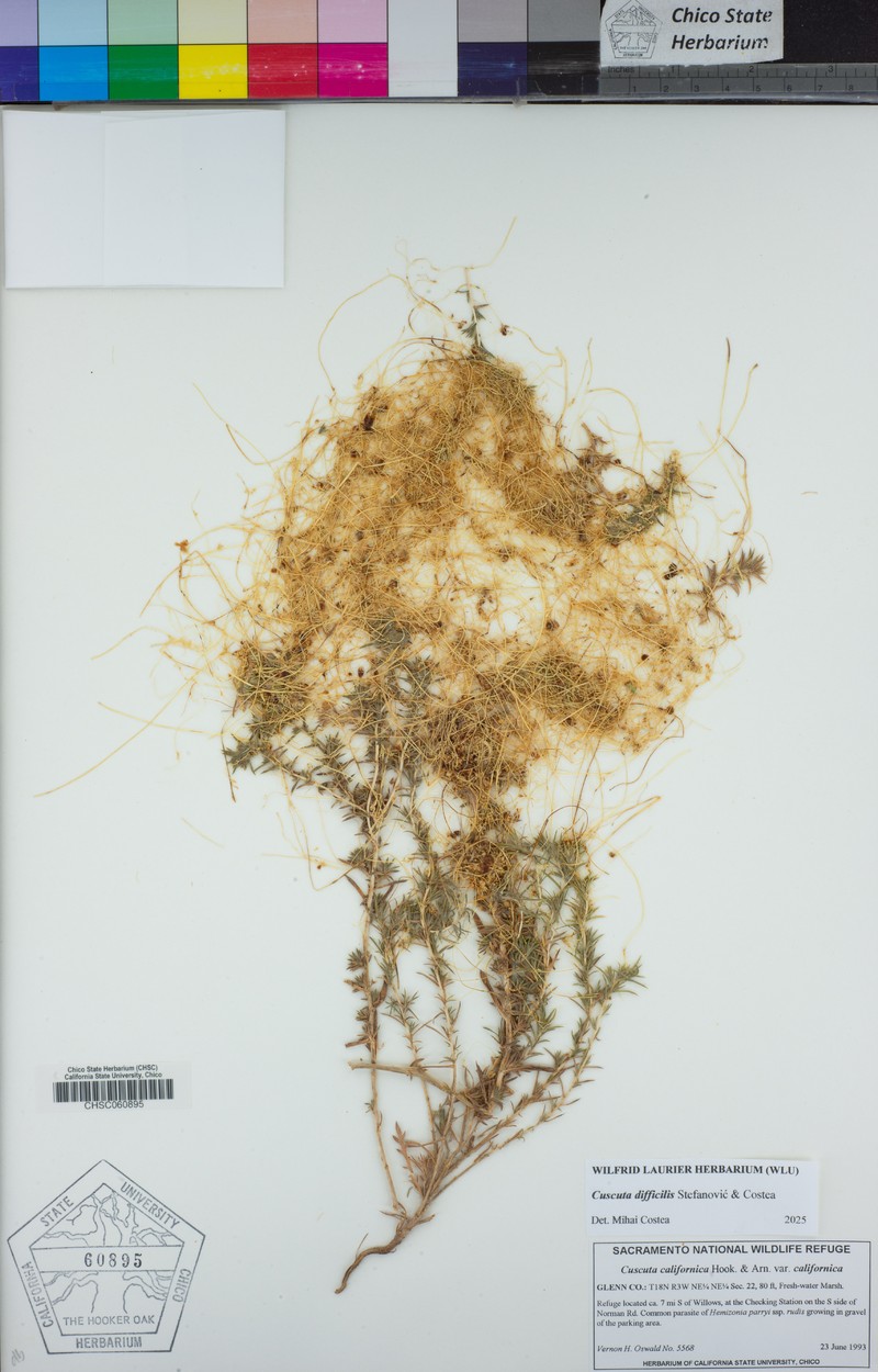 Cuscuta difficilis photo 4