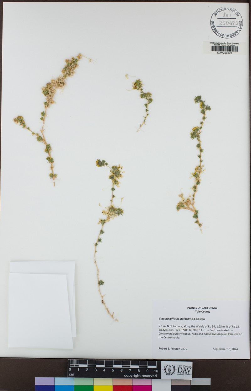 Cuscuta difficilis