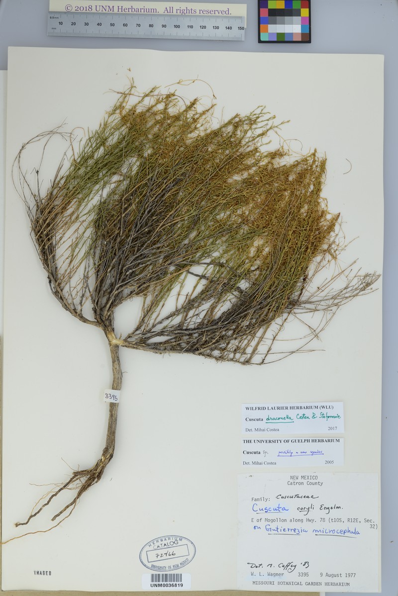 Cuscuta draconella