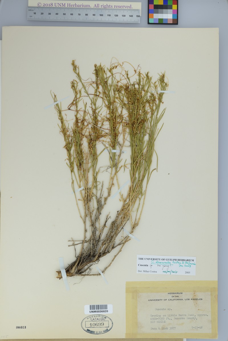 Cuscuta draconella photo 2