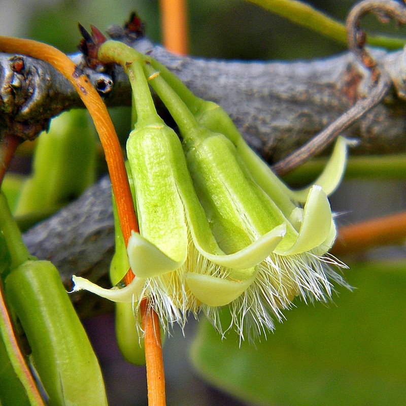 Tall Dodder