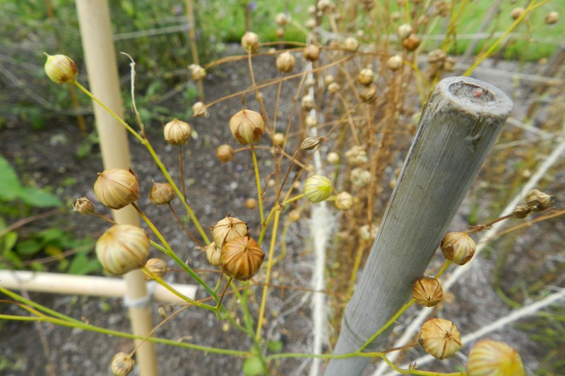 Flax Dodder photo 4