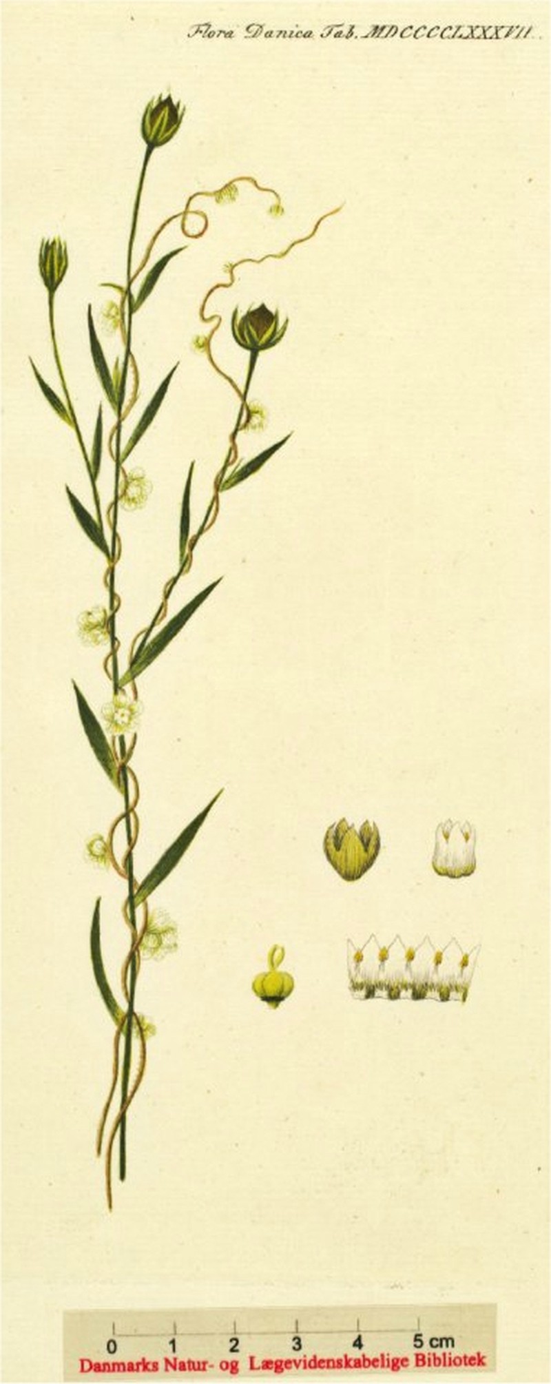 Flax Dodder photo 3