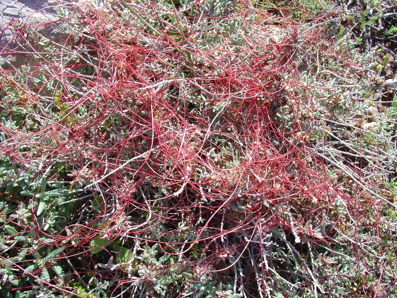 Clover Dodder photo 2