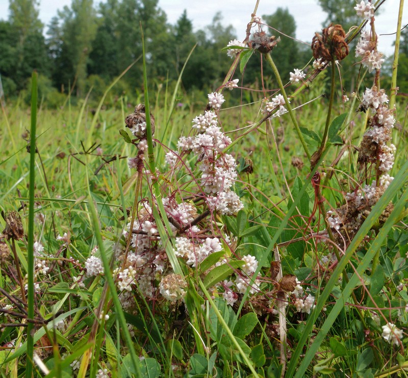 Clover Dodder photo 3