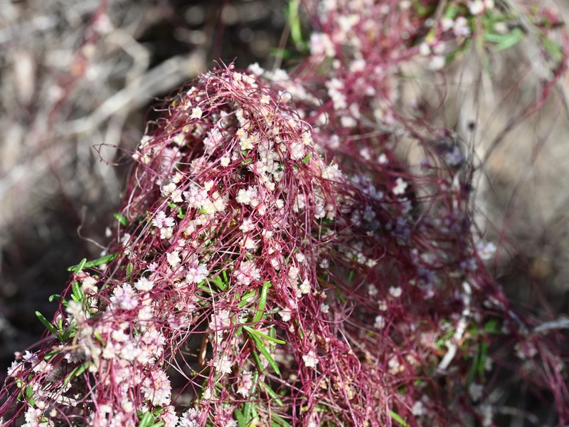 Clover Dodder photo 4