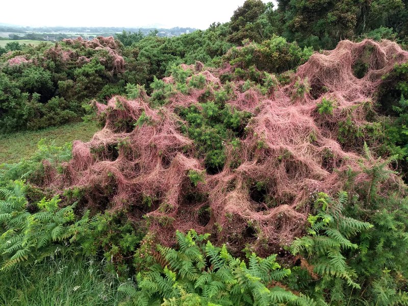 Clover Dodder