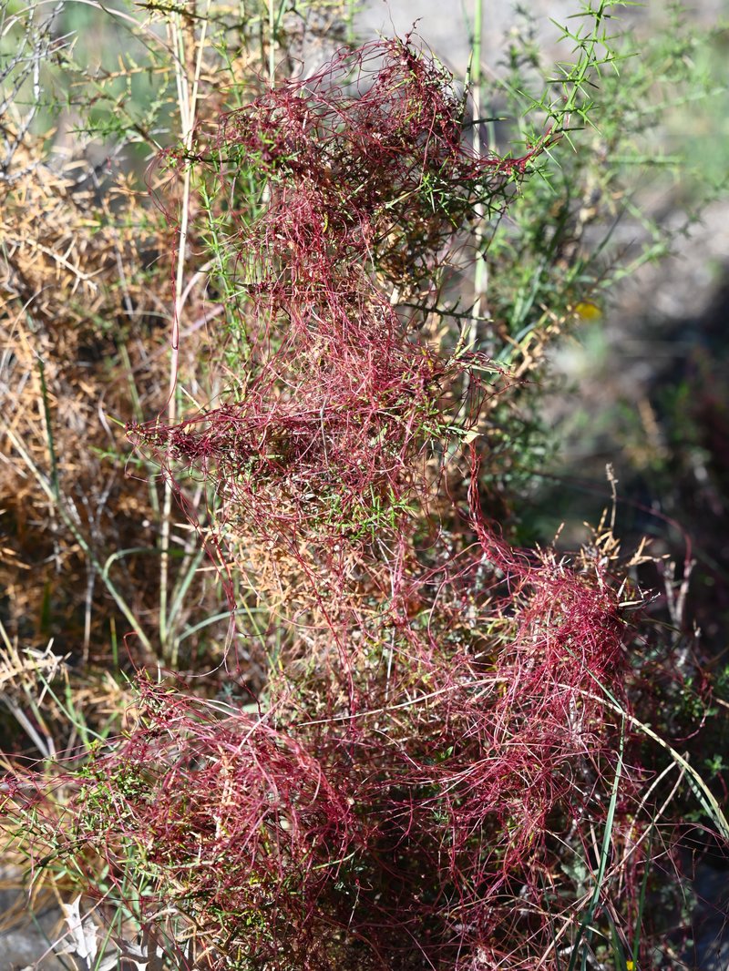 Clover Dodder photo 6