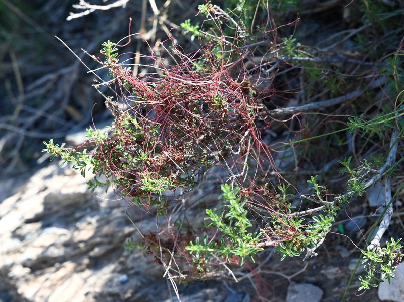 Clover Dodder photo 7