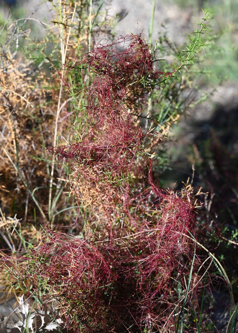 Clover Dodder photo 8