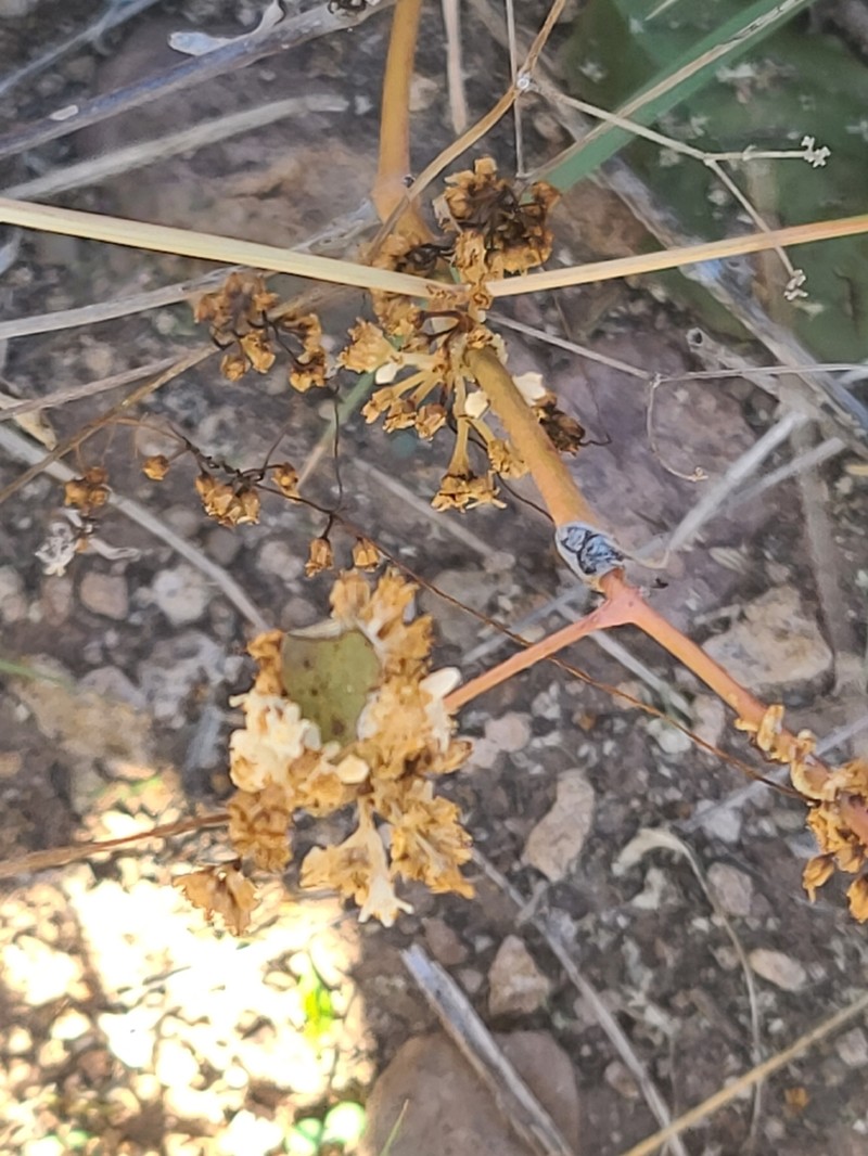Sonoran Dodder